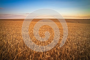 Wheat field at sunset. Beautiful evening landscape. Spikelets of wheat turn yellow. Magic colors of sunset light