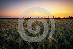 Wheat field at sunset. Beautiful evening landscape. Spikelets of wheat turn yellow. Magic colors of sunset light