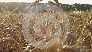 A wheat field at sunset with beautiful sunny highlights. The camera moves from left to right. The concept of agriculture and harve