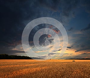 Wheat field and sunset clouds