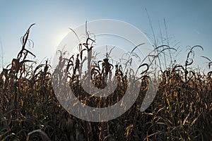 Wheat field at sunset in the countryside of Lomellina