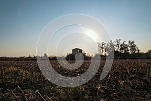 Wheat field at sunset in the countryside of Lomellina