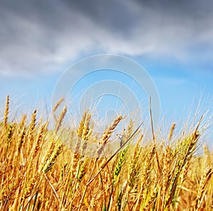 Wheat field