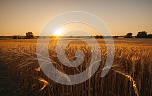 Wheat field at sunset. Ears of golden wheat close up. Rich harvest Concept.