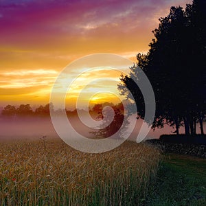 Wheat field, sunset and forest or mist harvest in countryside in nature environment, grassland or meadow. Woods