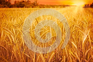 Wheat field at sunset