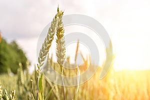 Wheat field sunset golden background. Agriculture farm cereal crop in sun day. Rye grain landscape harvest. Bread plant.