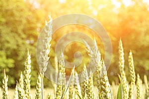 Wheat field sunset golden background. Agriculture farm cereal crop in sun day. Rye grain landscape harvest. Bread plant