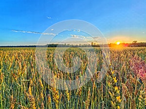 Wheat field at sunset. Golden wheat field under beautiful sunset sky
