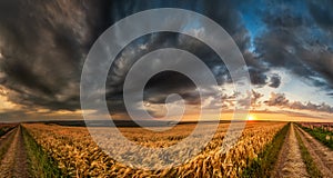 Wheat field sunset landscape