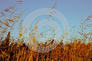 Wheat Field at Sunset photo
