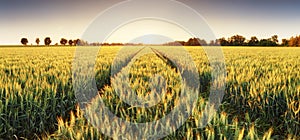 Wheat field at sunset, panorama