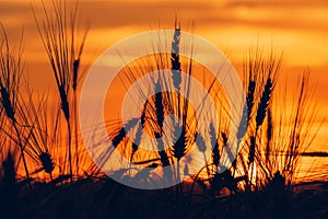 Wheat field sunset silhouettes
