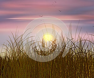 Wheat field sunset