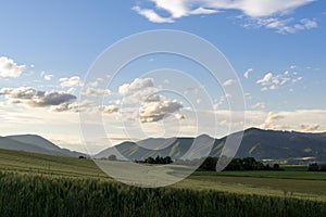 Pšeničné pole při západu slunce. Slovensko