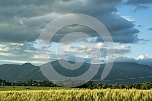 Wheat field during sunset. Slovakia