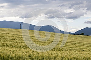 Wheat field during sunset. Slovakia