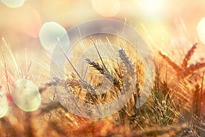 Wheat field, sunset in wheat field, dusk in wheat field