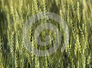 Wheat field texture background