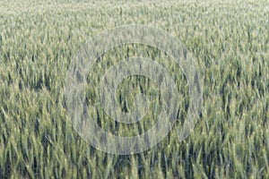 Wheat field texture background
