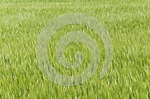 Wheat field texture background