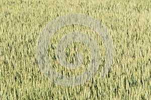 Wheat field texture background