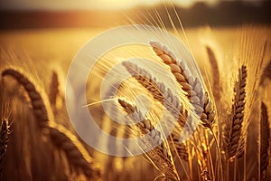 Wheat Field Texture, Golden Barley Ears Background, Ripening Cereals, Abstract Generative AI Illustration