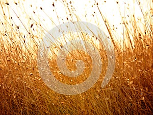 Wheat field texture or grass and sunshine with retro color for nature or landscape background. Corn field textures and