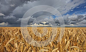 Grano bellissimo turbolento il cielo 