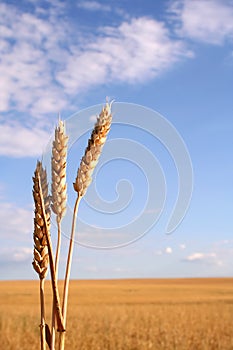 Wheat field with three ears