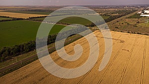 Pohľad zhora na pšeničné pole. Letecká snímka pšeničného poľa