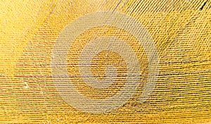 Wheat field top view