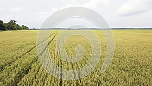 Wheat field. Top view of a field of ripe wheat. Harvest time