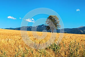 Wheat field, tree and mountains at background