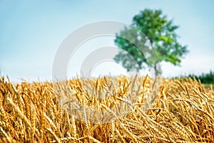 Wheat field and tree