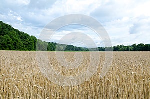 Wheat field with Treed Mountains and a Dramatic Sky.