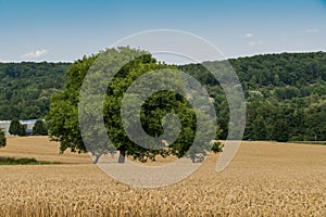 Wheat field with Treeon the Alb