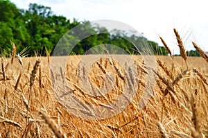 Wheat field and trees on background