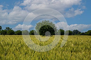 Wheat field with trees and blue sky with white clouds. Rural landscape.