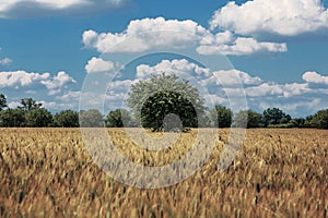 Wheat field with trees and blue sky with white clouds. Rural landscape.