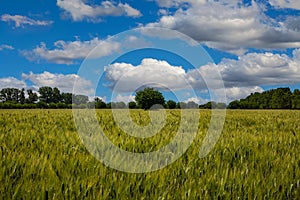 Wheat field with trees and blue sky with white clouds. Rural landscape.