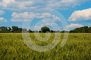 Wheat field with trees and blue sky with white clouds. Rural landscape.