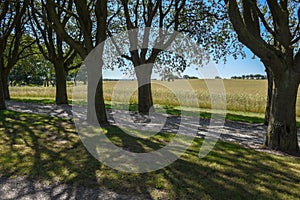 Wheat field and trees in Denmark