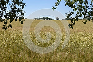 Wheat field and trees in Denmark