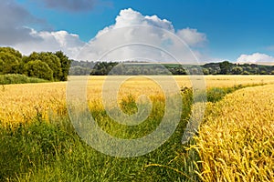 Wheat field with trees and forest in the distance, picturesque blue sky with white curly clouds over wheat field