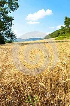 Wheat field with trees and mountains
