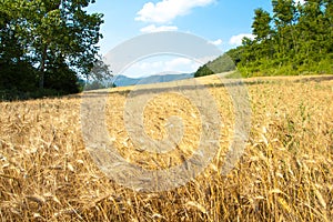 Wheat field with trees and mountains