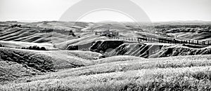 Wheat field in tuscany Italy XXXII