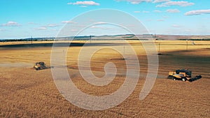 Wheat field with two combines cutting the crops