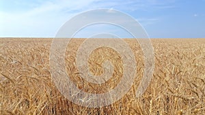 Wheat field in Ukraine, Blue and Yellow